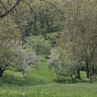 Kürnbacher Streuobstwiesen im Frühling