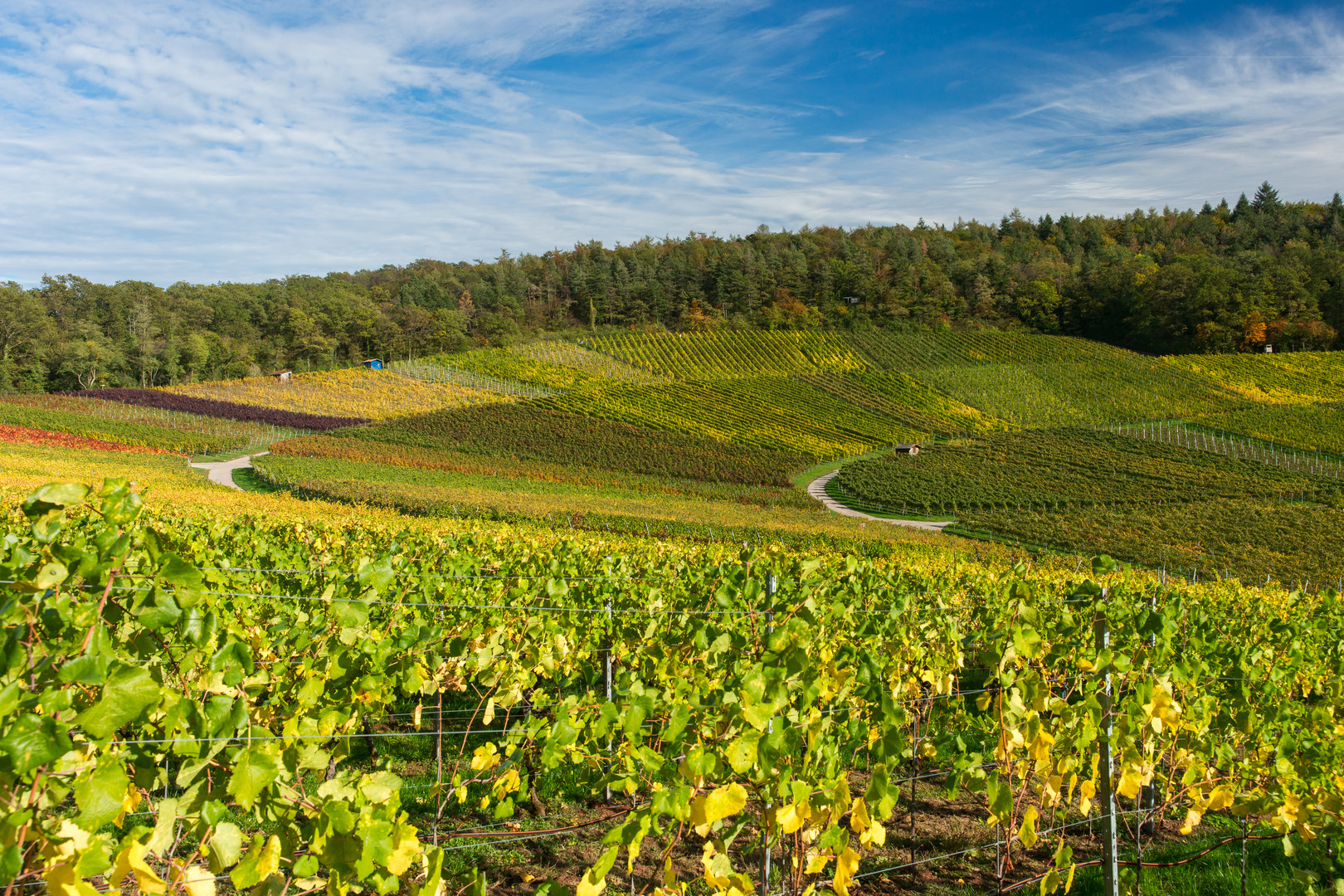 Kürnbacher Weinberge