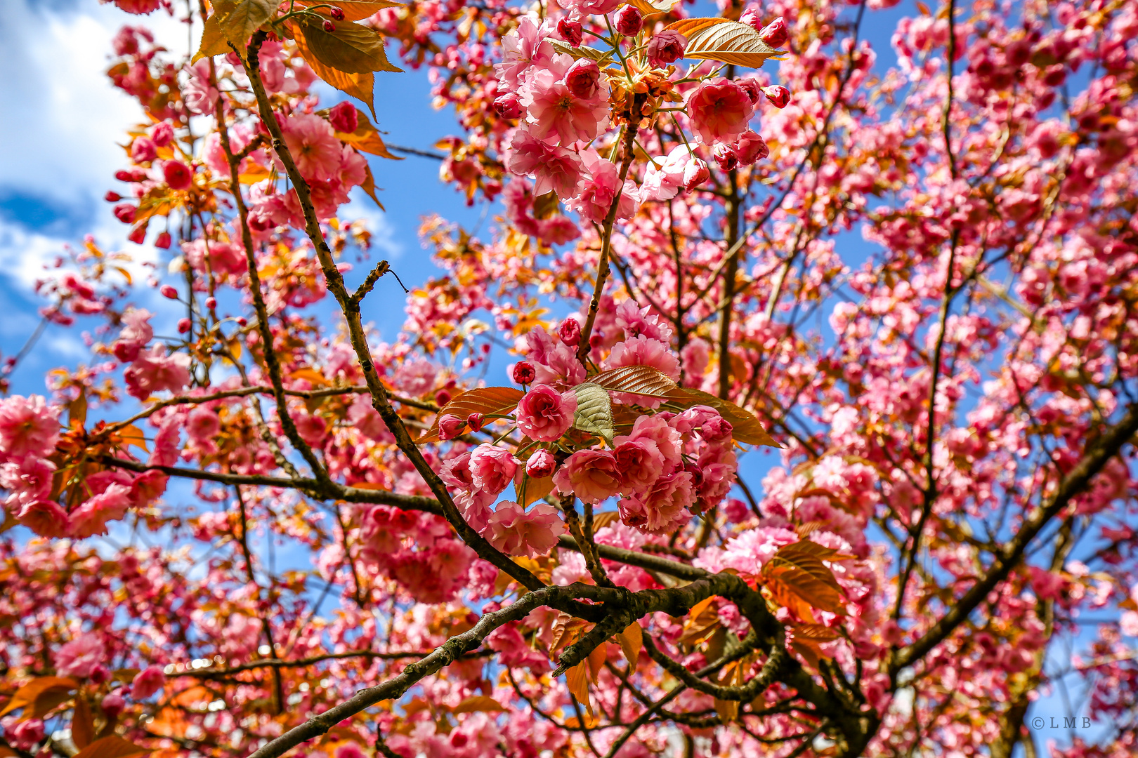 Kürschblüte vor der Haustür