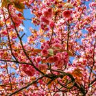 Kürschblüte vor der Haustür