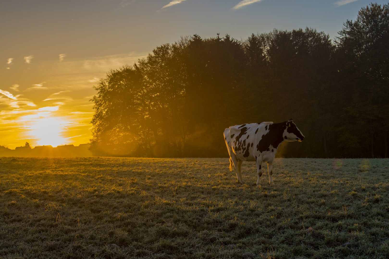 Kürtener Kuh geniesst den Sonnenaufgang