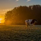 Kürtener Kuh geniesst den Sonnenaufgang