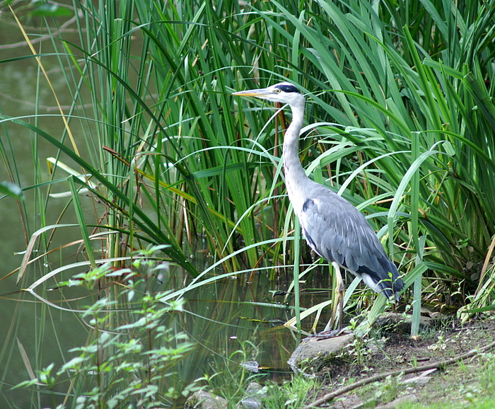 kürzlich am Weiher