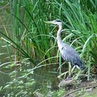 kürzlich am Weiher