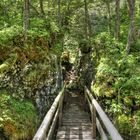 Kürzlich im Urwald...