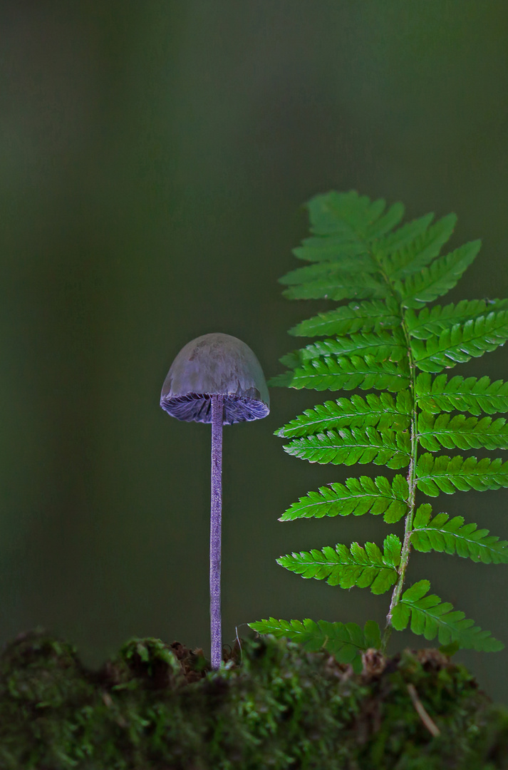 kürzlich im Wald....