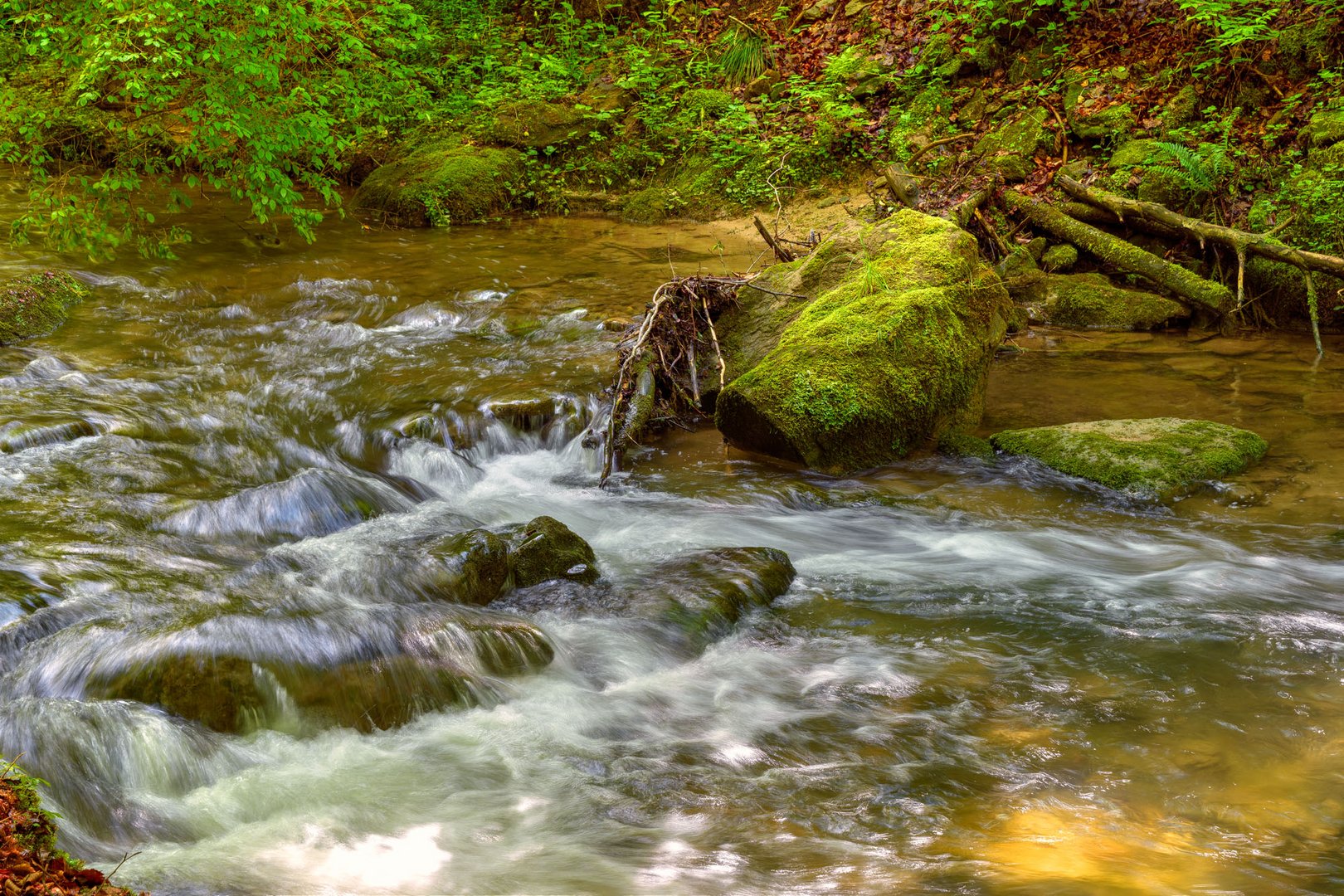 Küsnachter Tobel 1 Foto & Bild landschaften, wald, frühling Bilder