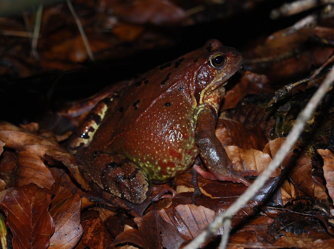 Küss den Frosch