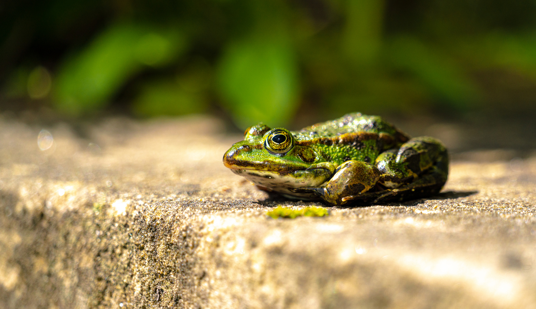 Küss den Frosch... :-*