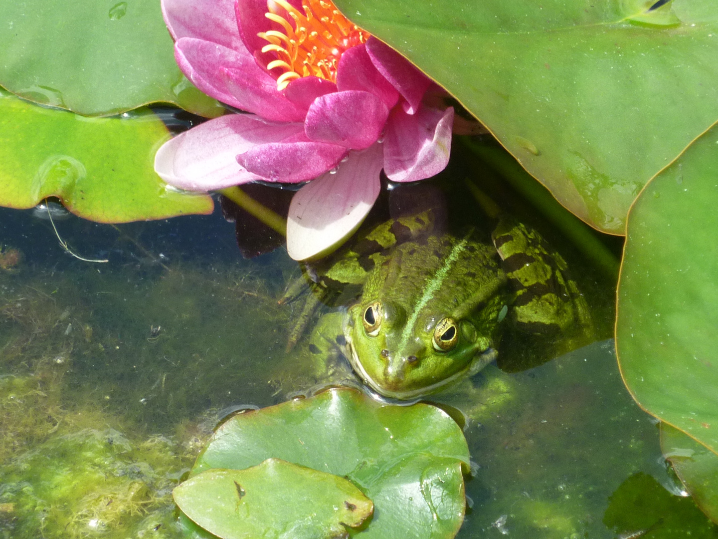 Küss den Frosch!