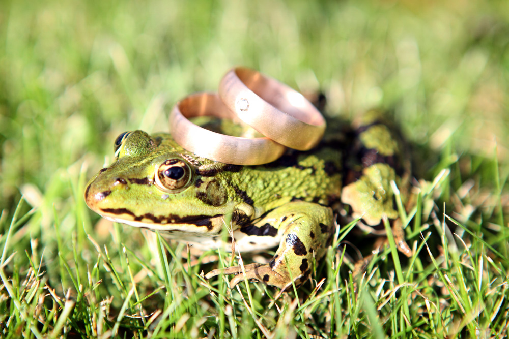 Küss den Frosch!