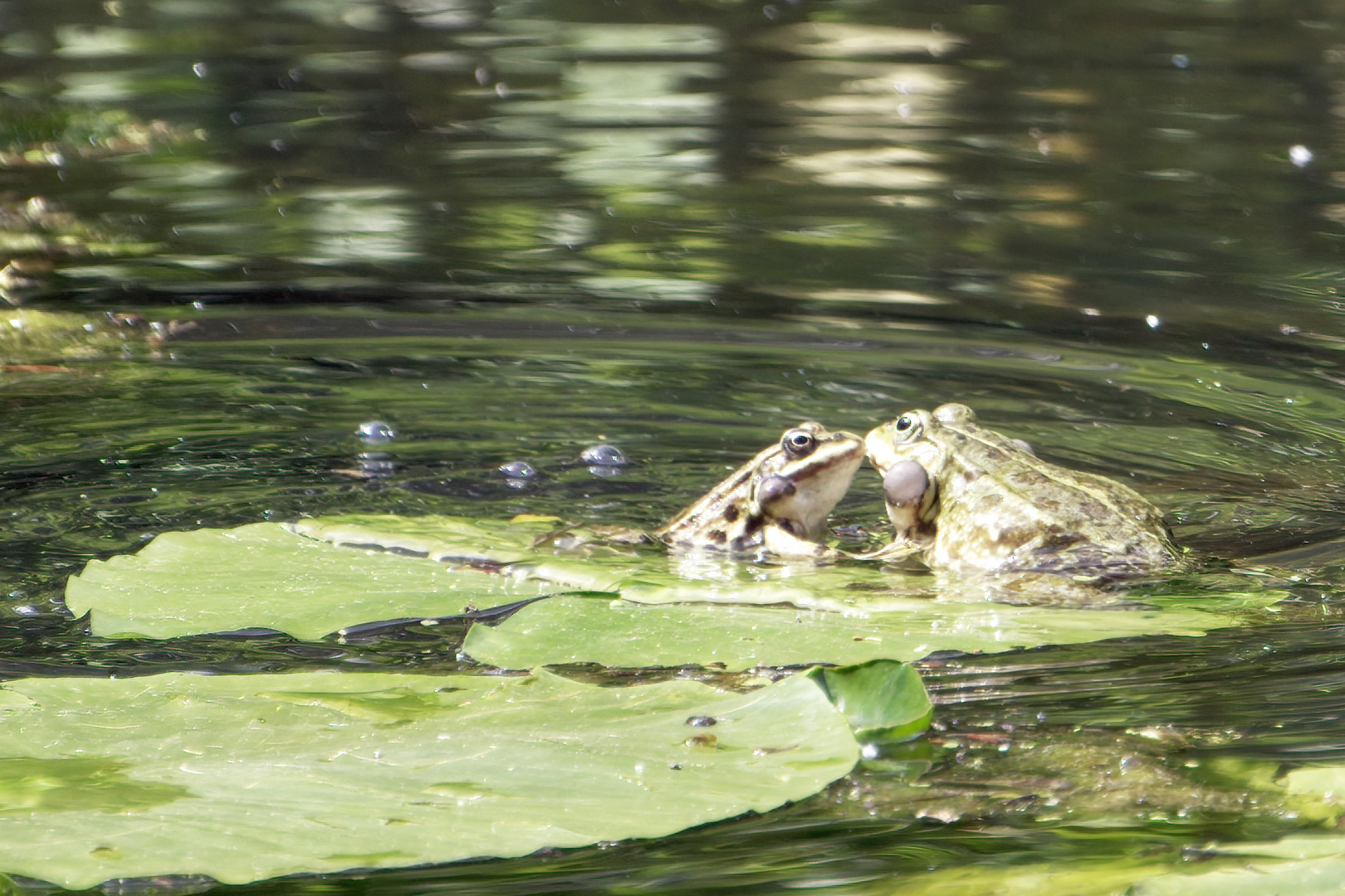 Küss den Frosch