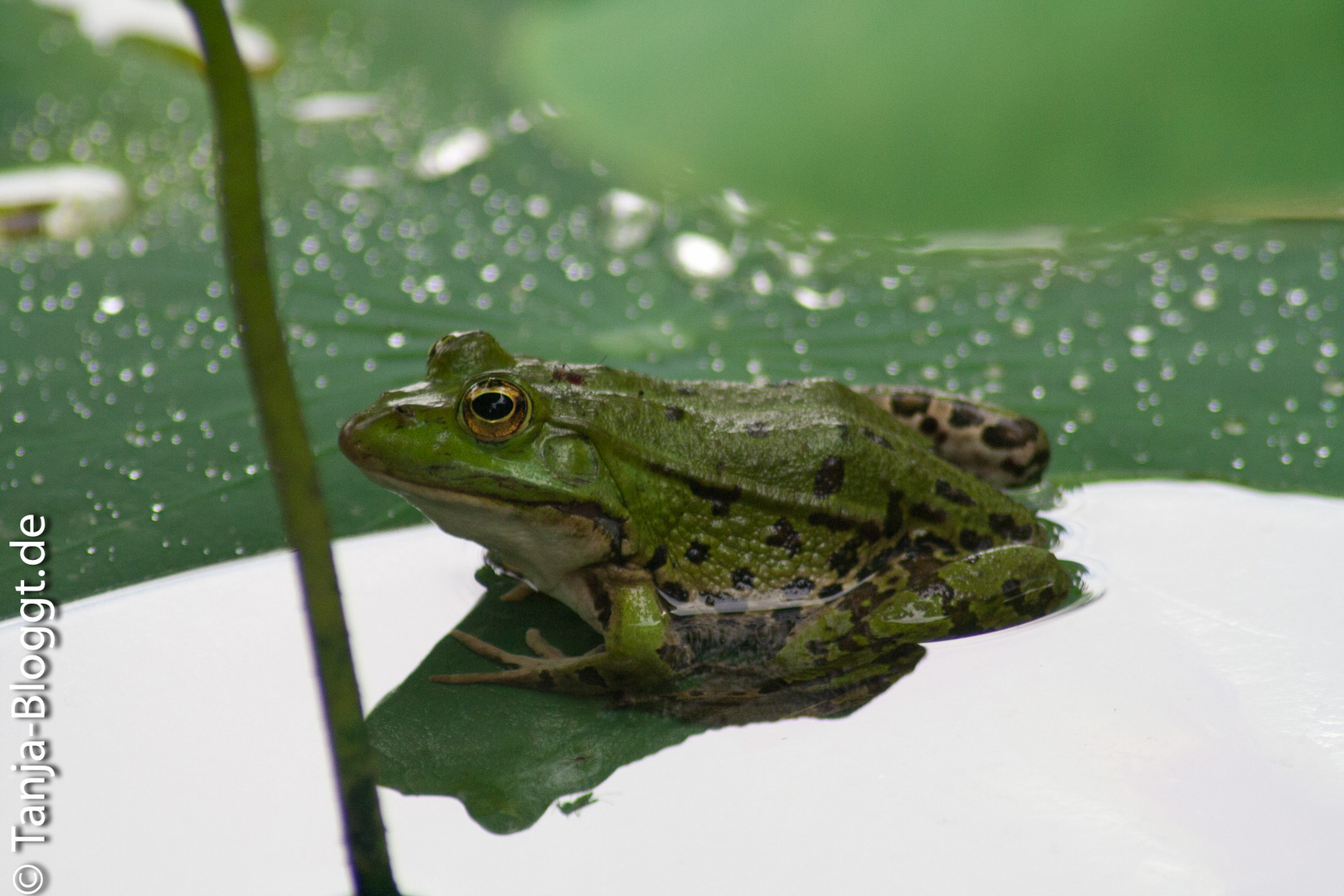 Küss den Frosch