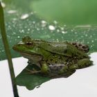 Küss den Frosch