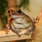 Küss den Frosch