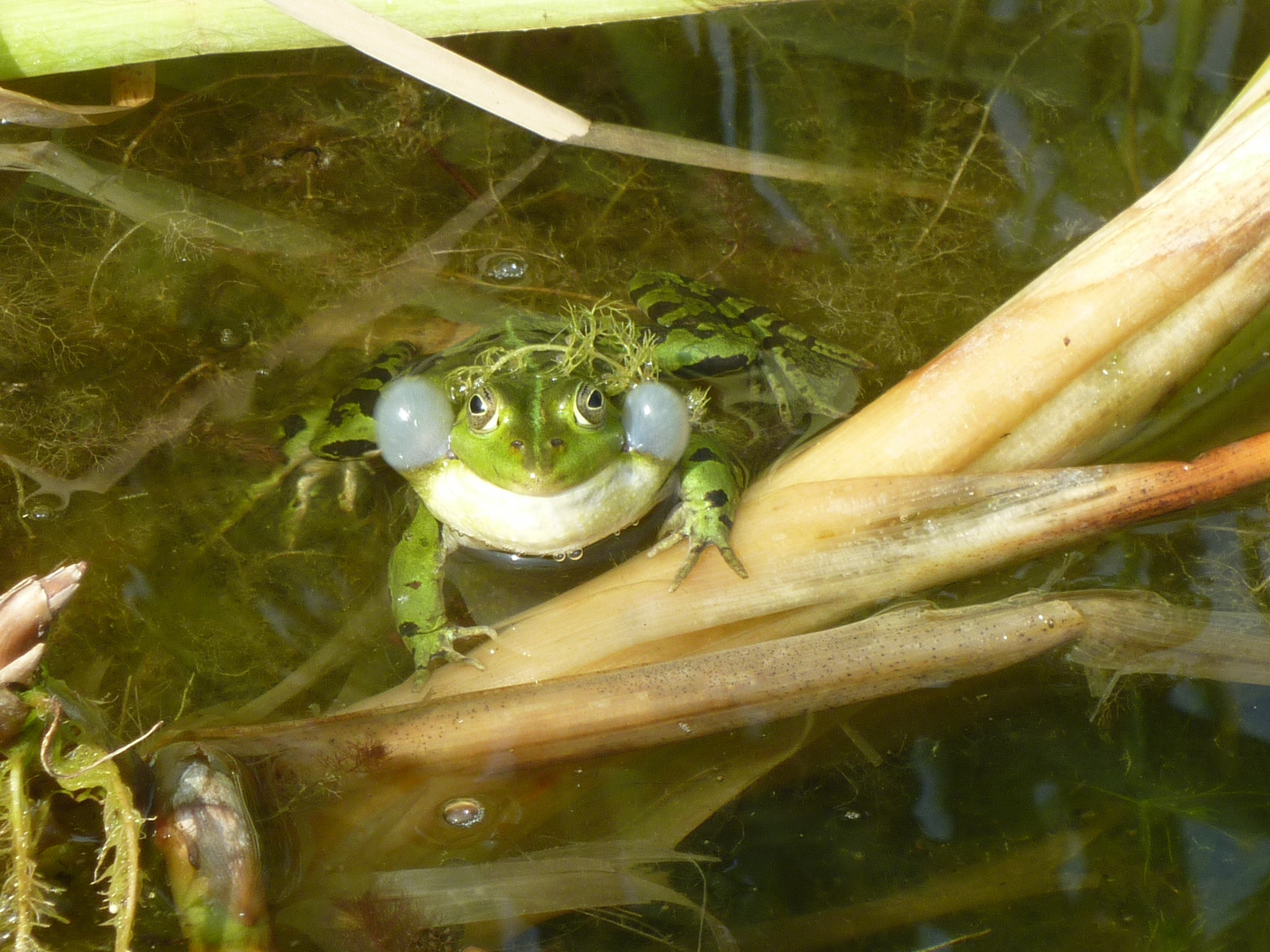 Küss den Frosch II