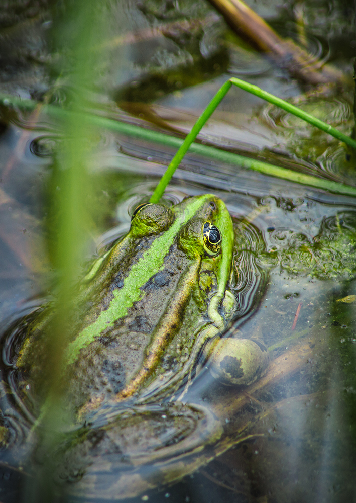 Küss den Frosch! Quaaak!