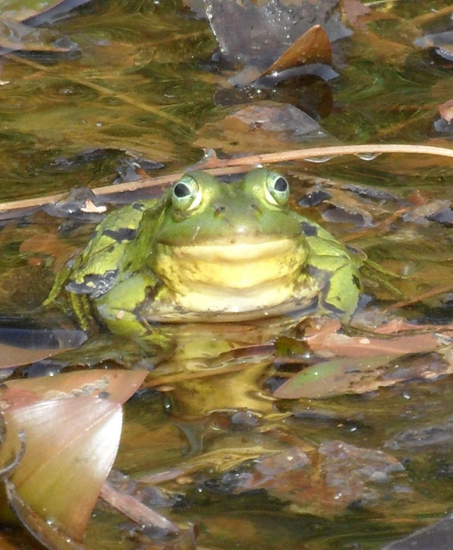 Küss mich