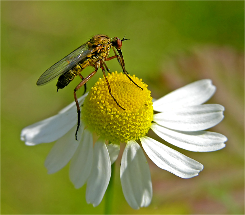 *Küss' mich, Blümchen*