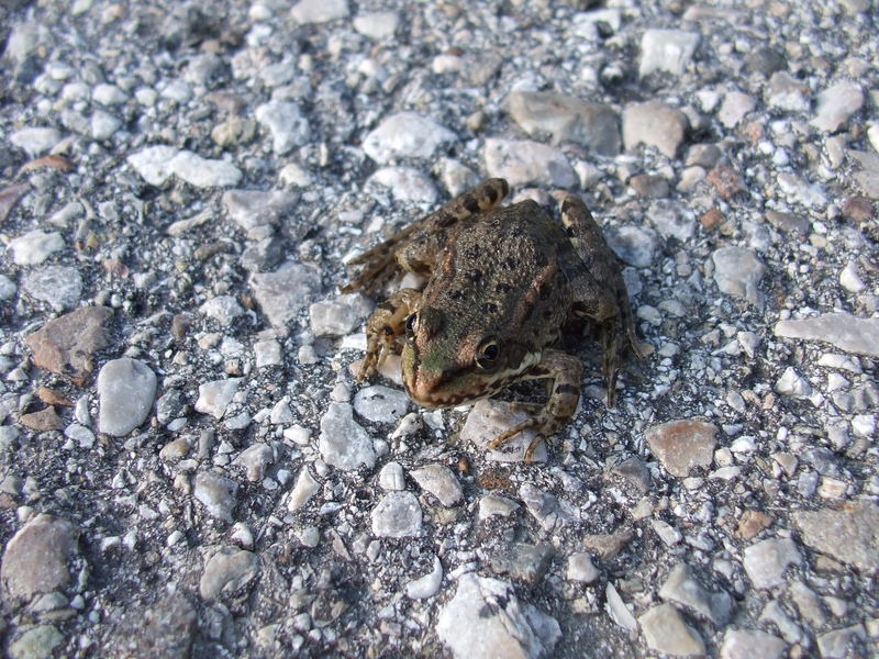 Küss mich, ich bin der Frosch!