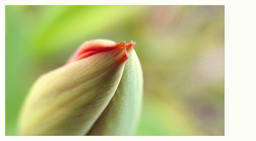 Küss mich, ich bin der Früüüühling!