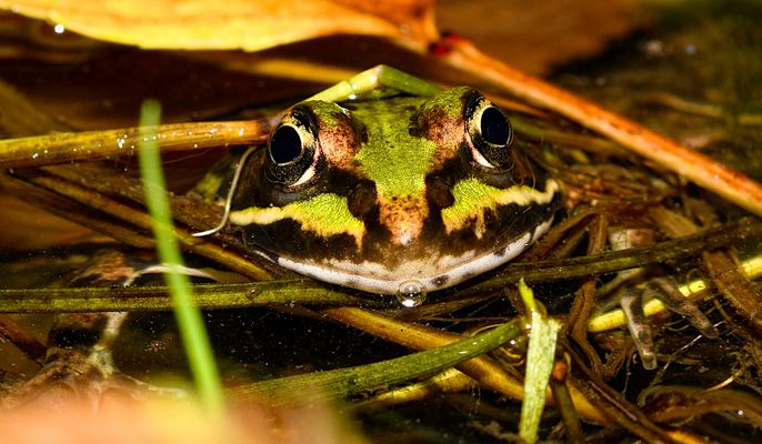 KÜSS MICH, ICH BIN EIN PRINZ 