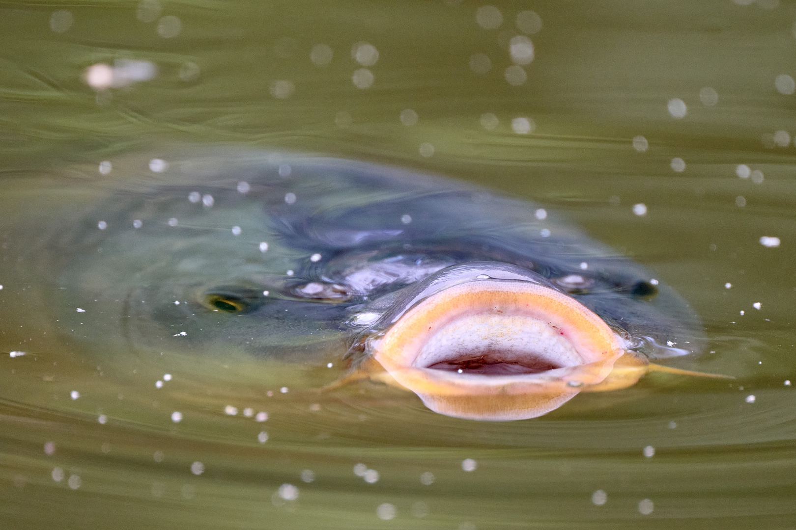 küss mich, ich bin ein verwunschener Frosch