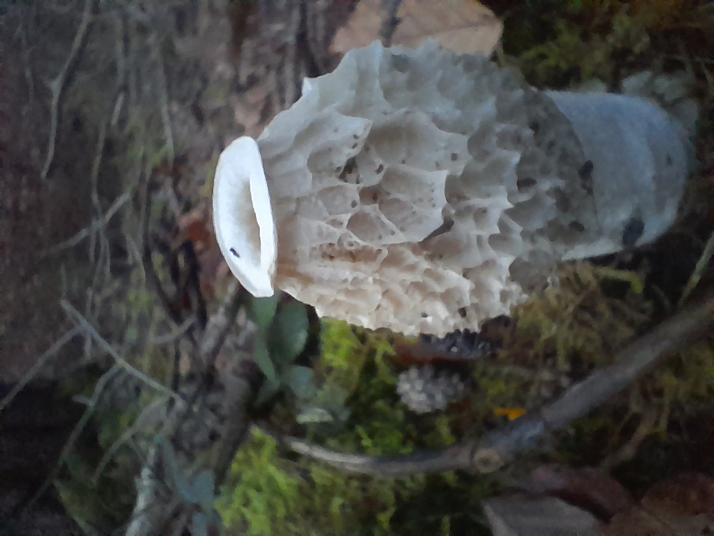 Küss mich! Ich bin ein verzauberten Steinpilz.