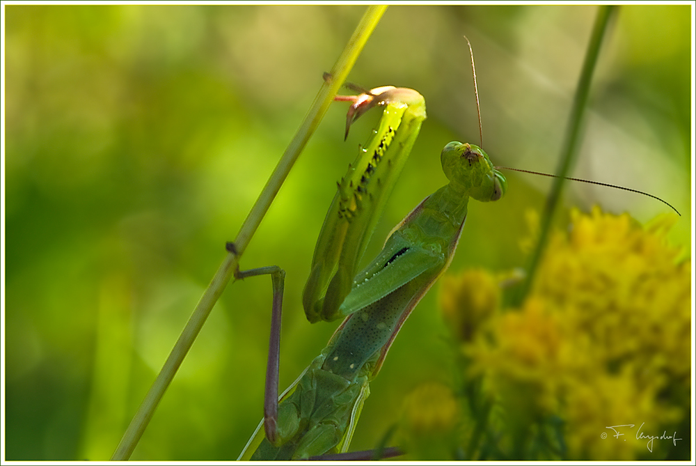 "Küß mich, ich bin KEIN Frosch!"