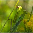 "Küß mich, ich bin KEIN Frosch!"