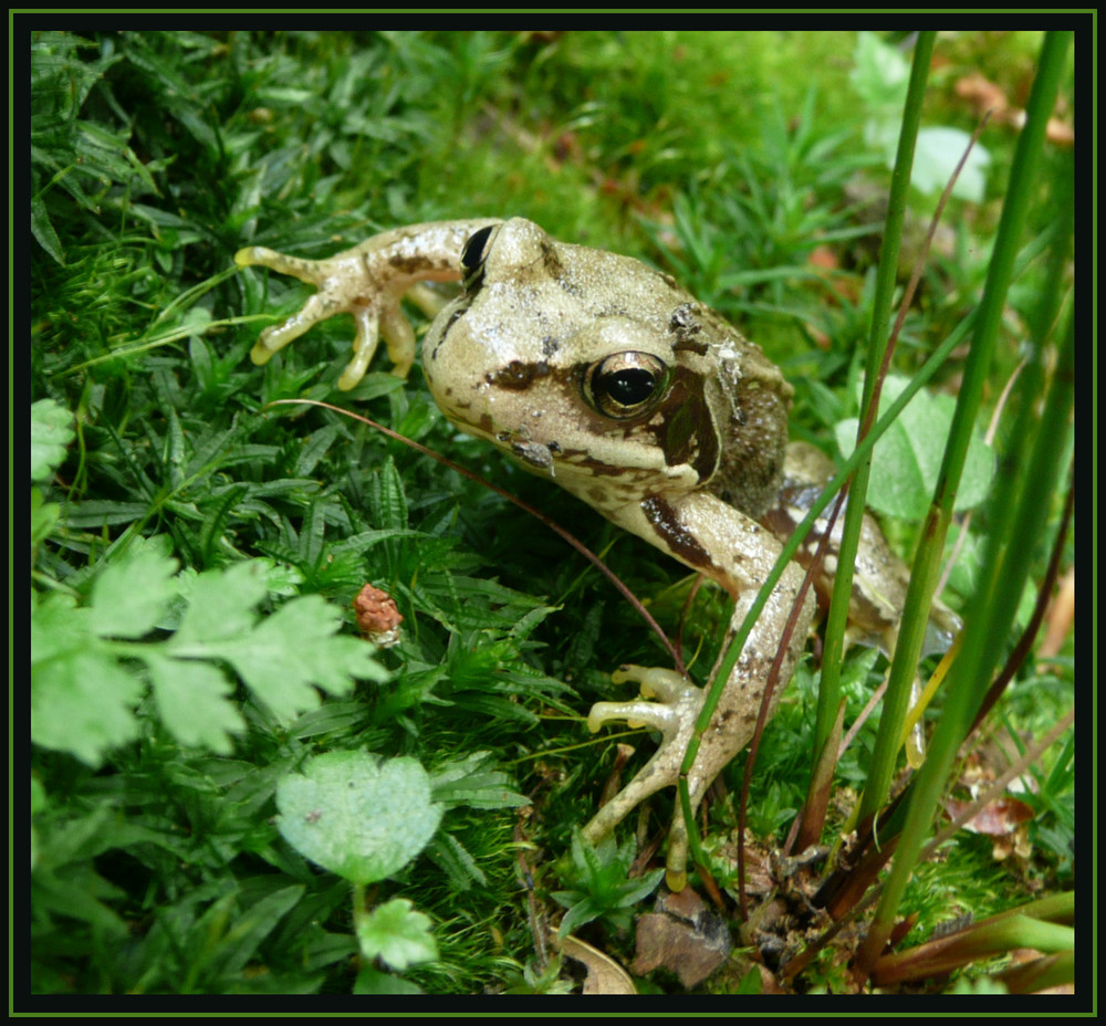 Küß mich! Ich bin kein Frosch