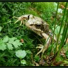 Küß mich! Ich bin kein Frosch