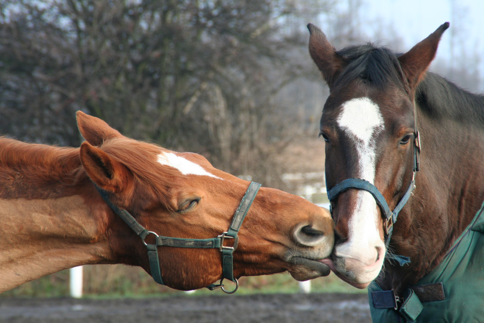 Küsschen: Auch Pferde haben Frühlingsgefühle
