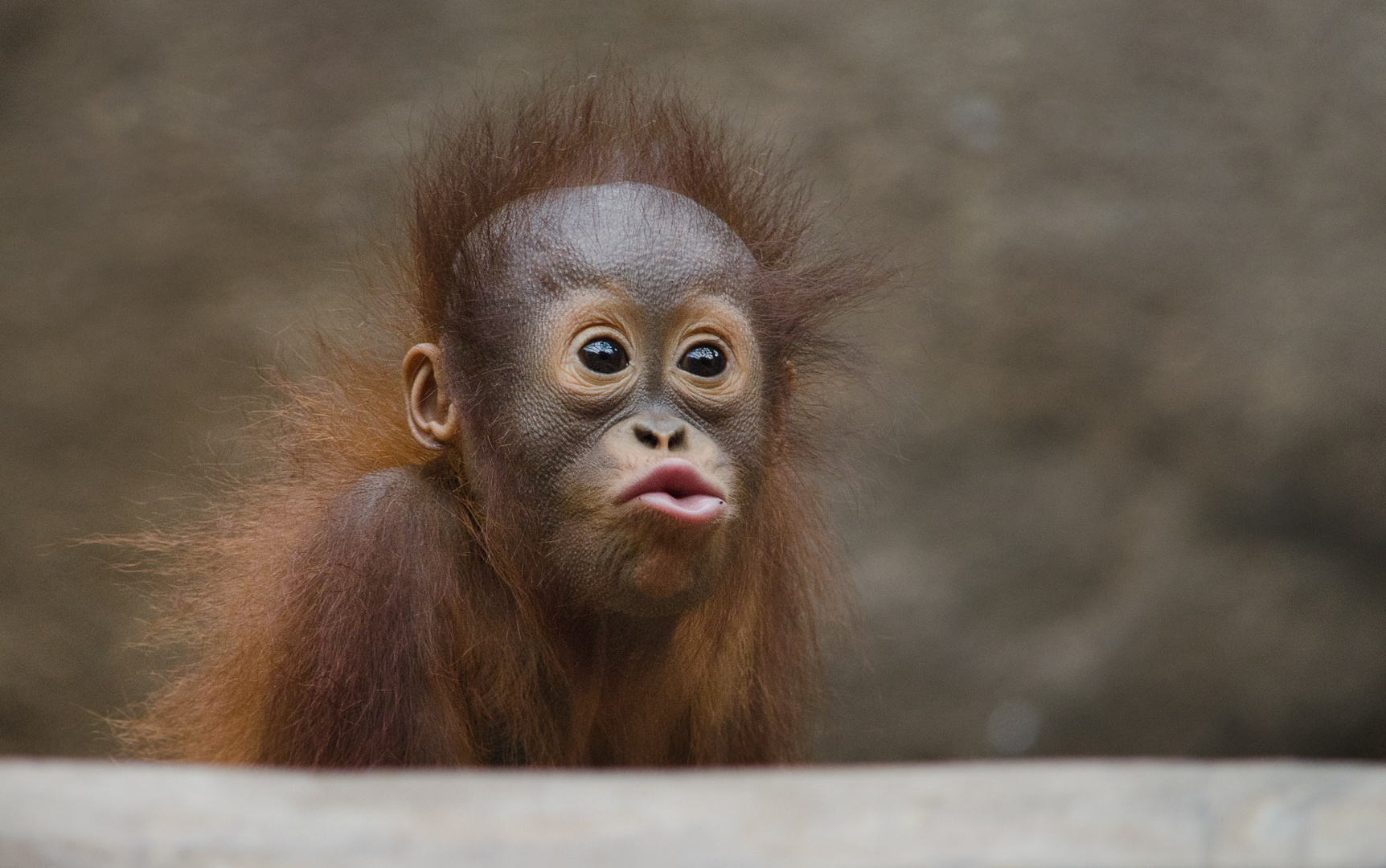 Kusschen Foto Bild Tiere Tierkinder Orang Utan Baby Bilder Auf Fotocommunity