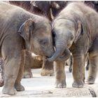 "Küsschen elefantös" - Zwei junge Elefanten im Zoo tauschen Zärtlichkeiten aus