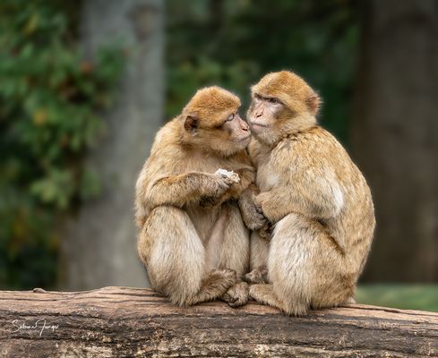 Küsschen gefällig?
