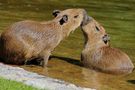 Capybaras