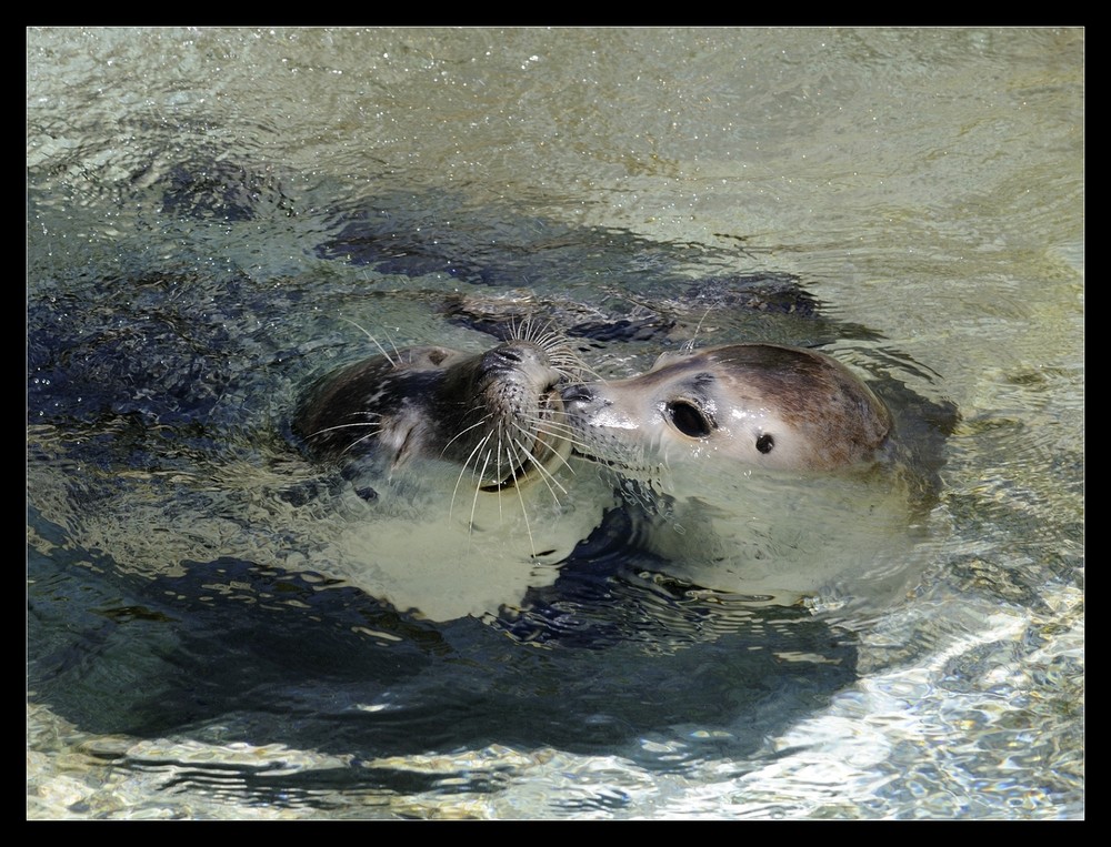 Küssen in der Tierwelt