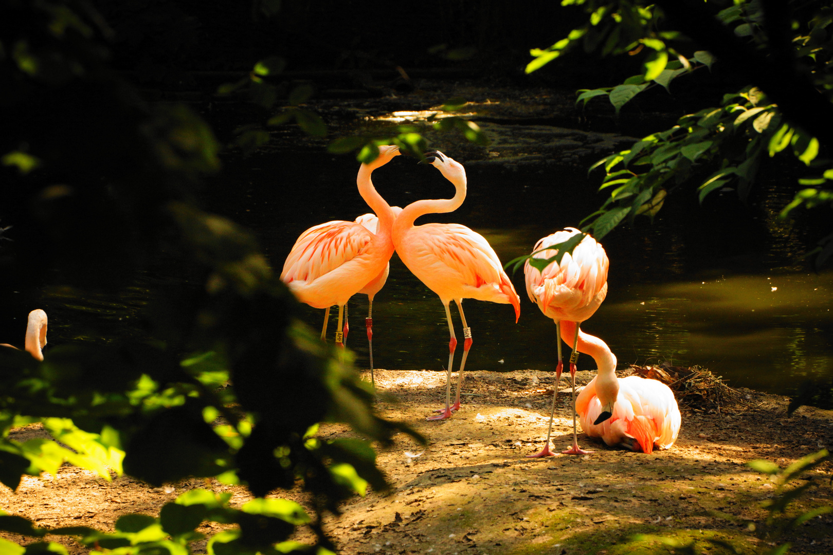 Küssende Flamingos