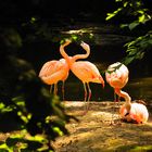 Küssende Flamingos