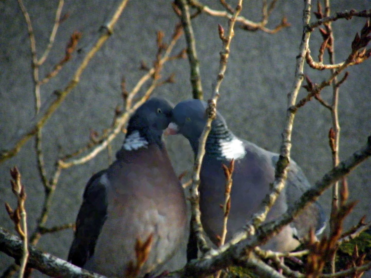 Küssende Tauben