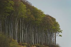 Küste bei Heiligendamm