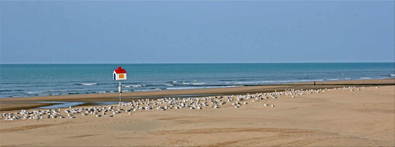 Küste Belgien