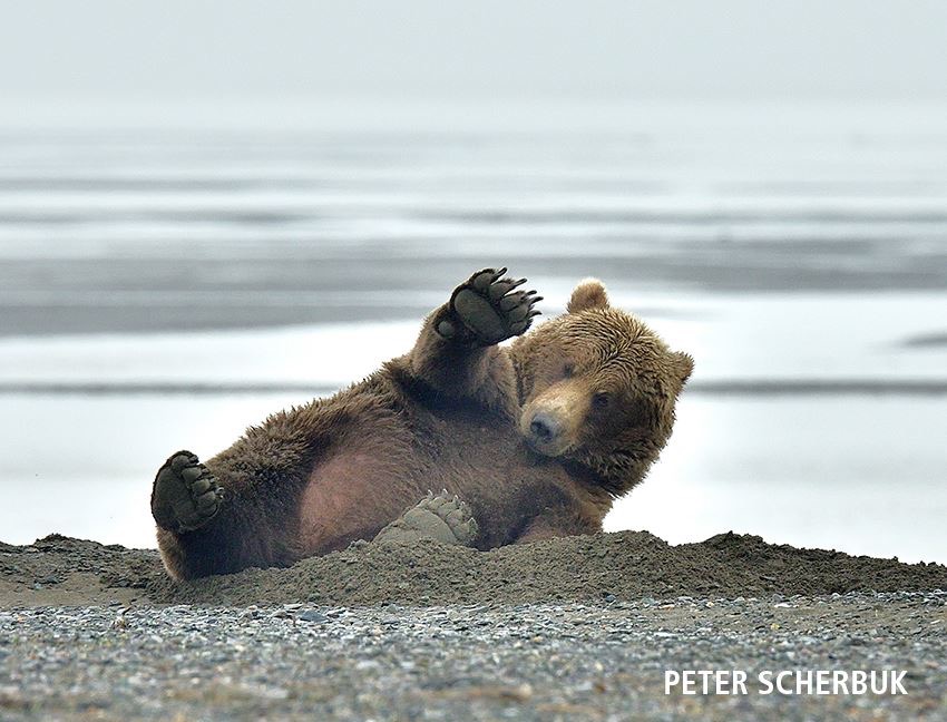 Küstenbär in Alaska...