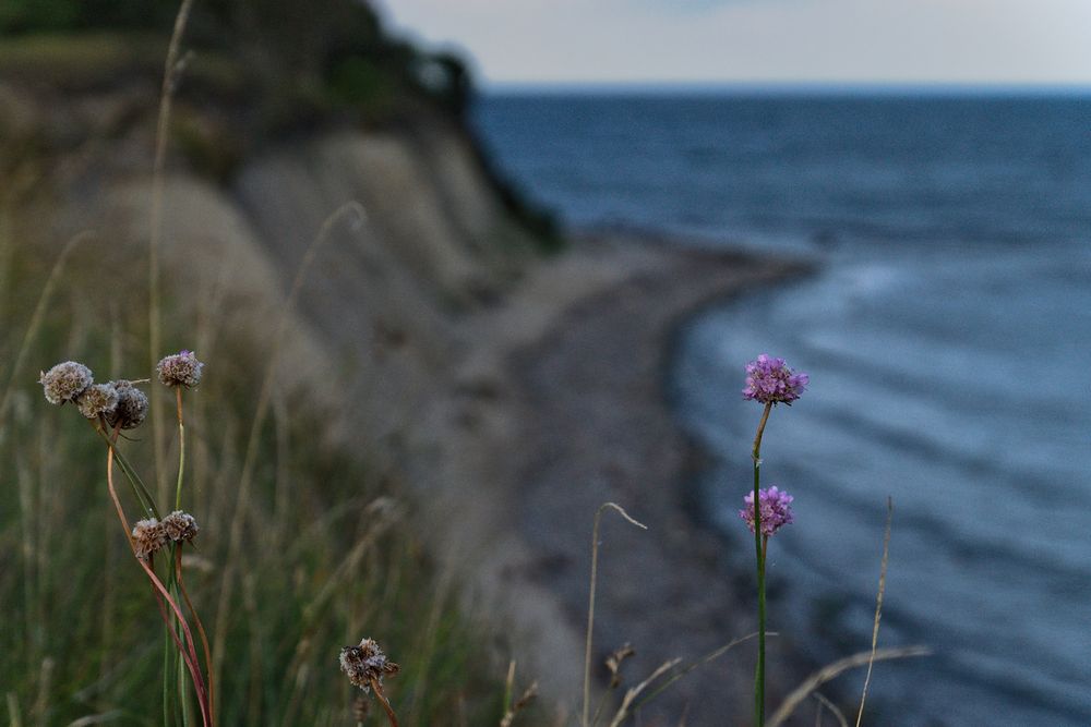 Küstenblume