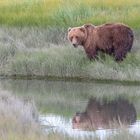 Küstenbraunbär beim Grasen