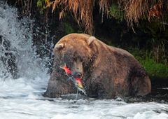 Küstenbraunbär mit Lachs im Fang