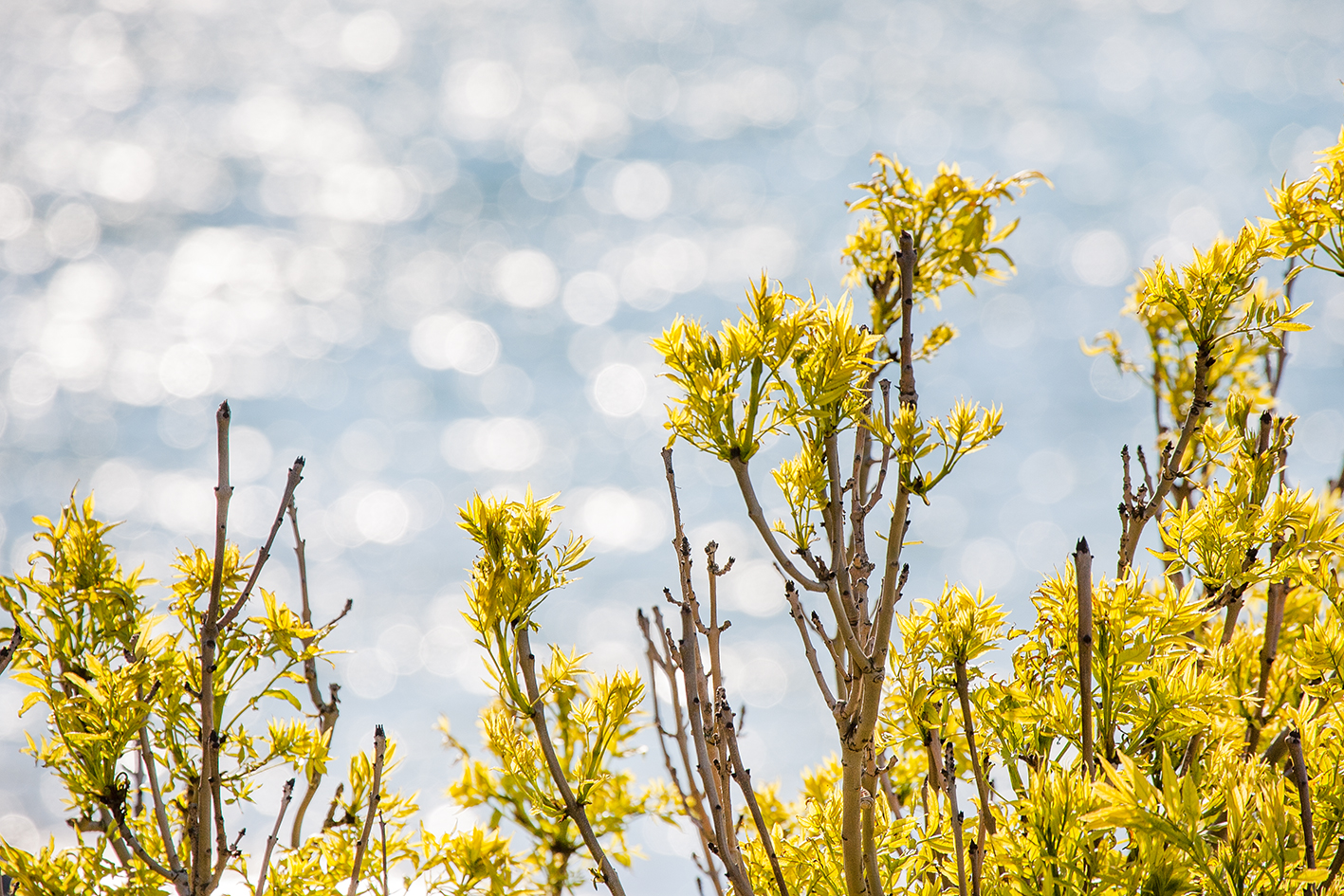 Küstenflora / Rügen 