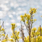 Küstenflora / Rügen 