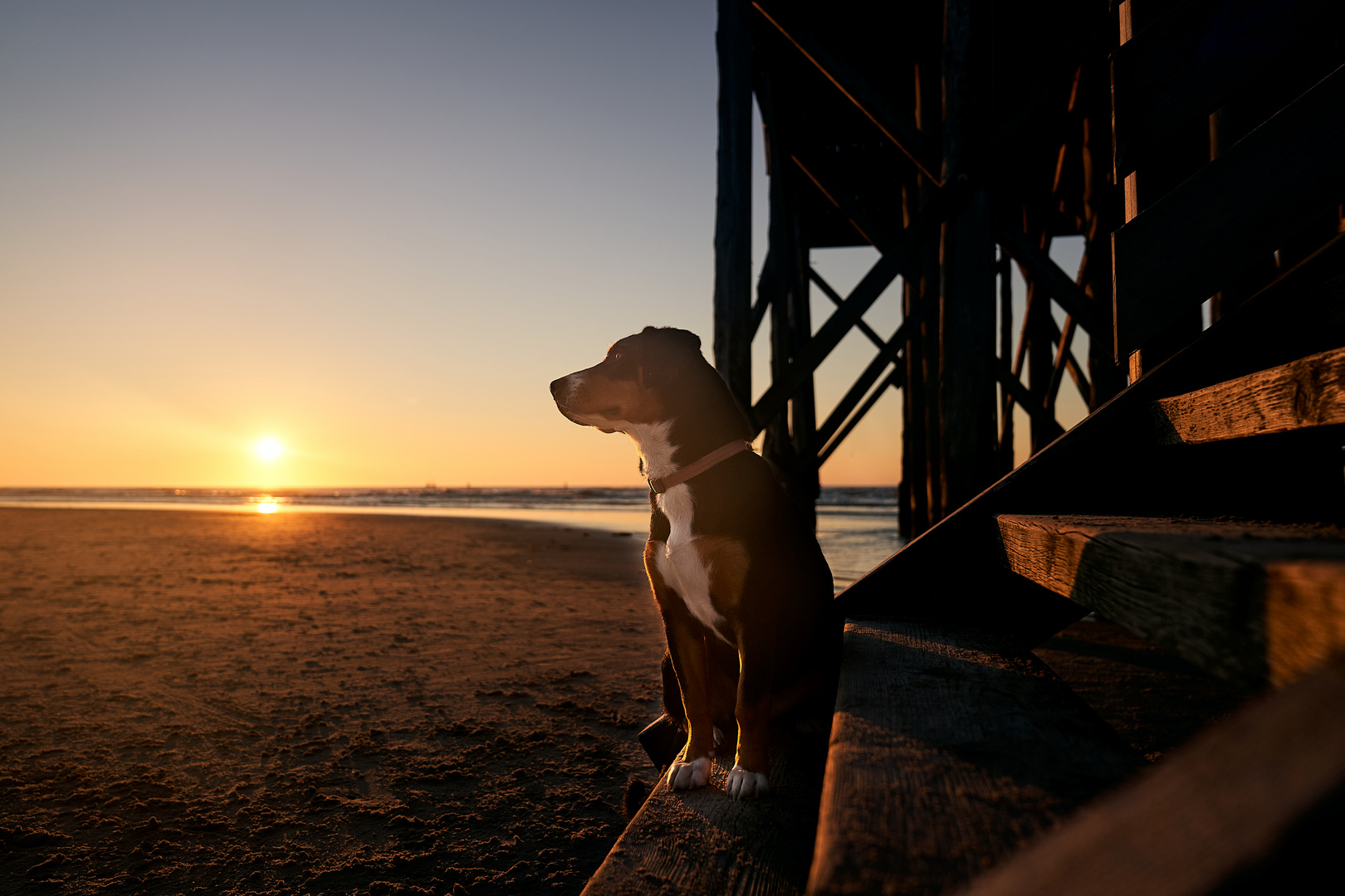 Küstenhund im Glück